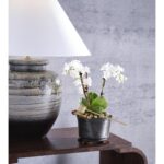 Shokubutsu Kuro Vessel 302563 302563 C