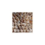 Strombus Shell Obelisk 383951 383951 B
