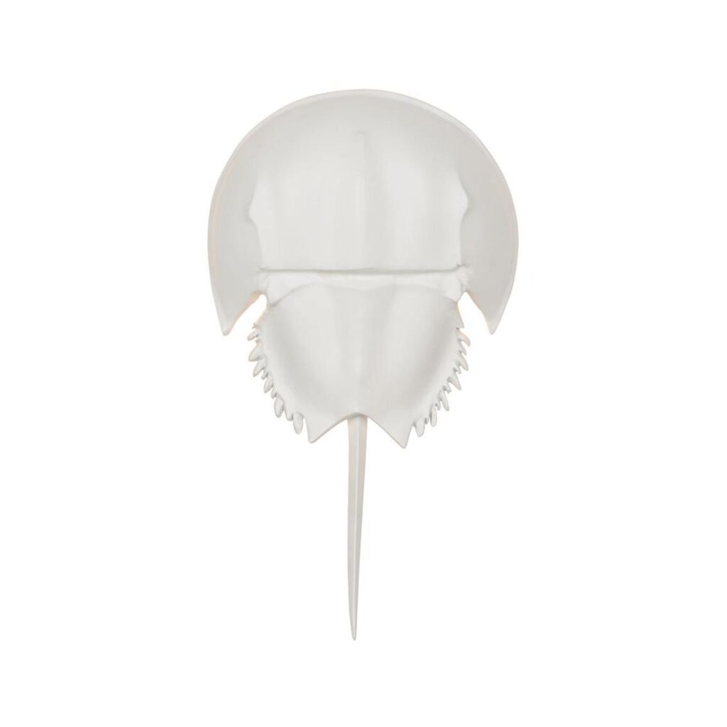 Horseshoe Crab Sconce - White - Image 2