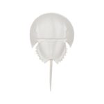 Horseshoe Crab Sconce - White 70216 70216 B