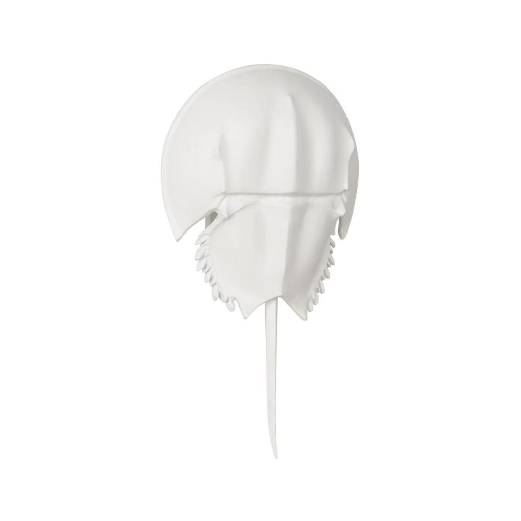 Horseshoe Crab Sconce - White - Image 3