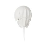 Horseshoe Crab Sconce - White 70216 70216 C