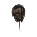 Horseshoe Crab Sconce-Antique Bronze 70218 70218 B