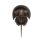 Horseshoe Crab Sconce-Antique Bronze 70218 70218 C