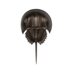 Horseshoe Crab Sconce-Antique Bronze 70218 70218 D