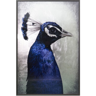 Wall Art Burlington - Modern Decor A0262 THE PEACOCK