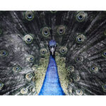 Brilliant Plumage - 72" X 48" - Charcoal Frame A0265 A0265 BRILLIANT PLUMAGE 8