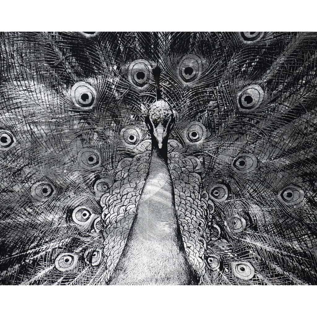 Silver Plumage - 72" X 48" - Charcoal Frame A0266 A0266 SILVER PLUMAGE 8