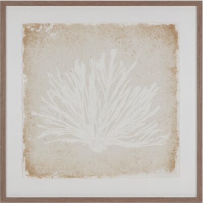 Aquatic Flora I - 40" X 40" - Medium Brown Frame