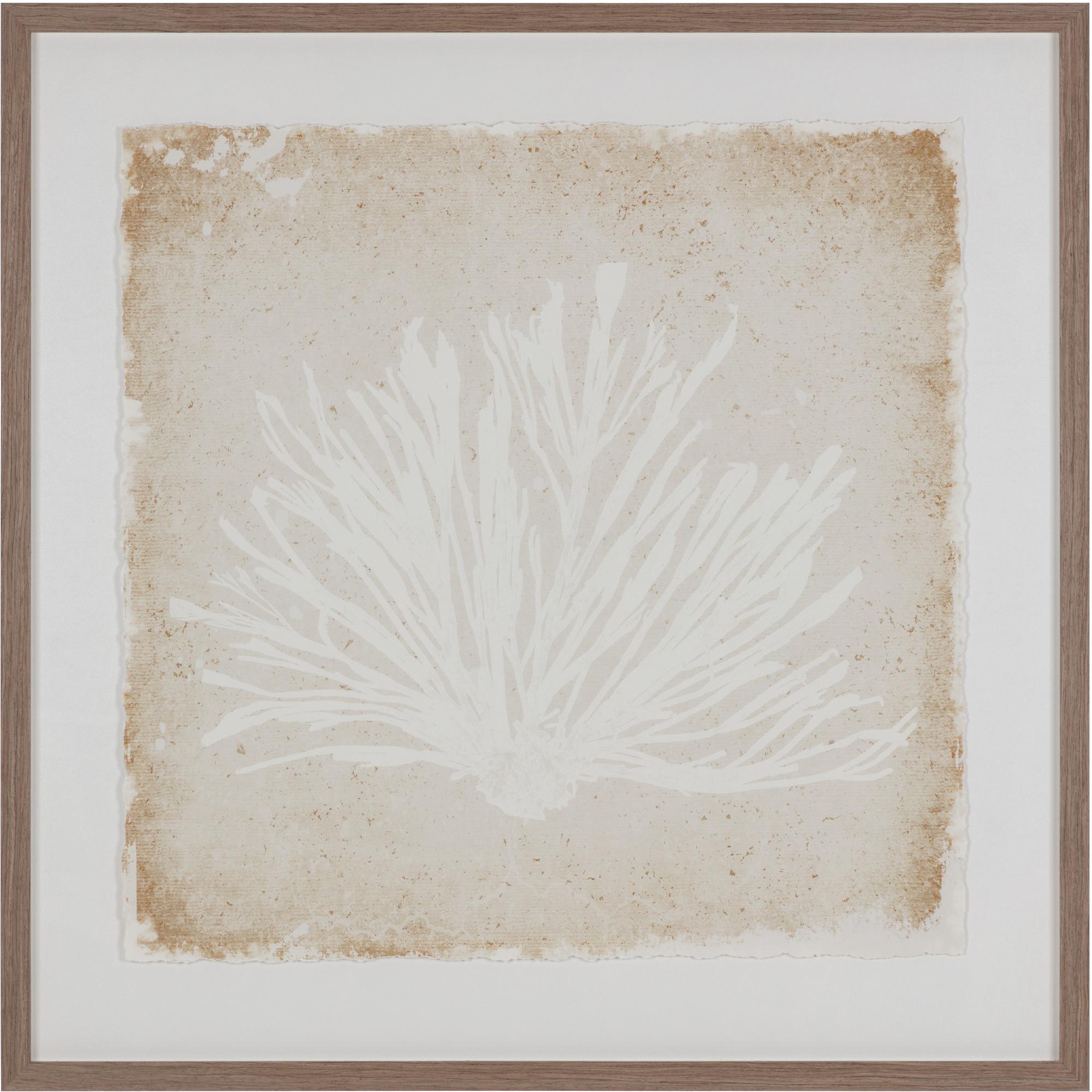 Aquatic Flora I - 40" X 40" - Medium Brown Frame 1 Aquatic Flora I - 40" X 40" - Medium Brown Frame