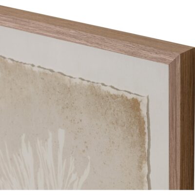 Aquatic Flora I - 40" X 40" - Medium Brown Frame 8 Aquatic Flora I - 40" X 40" - Medium Brown Frame A0444 A0444 3