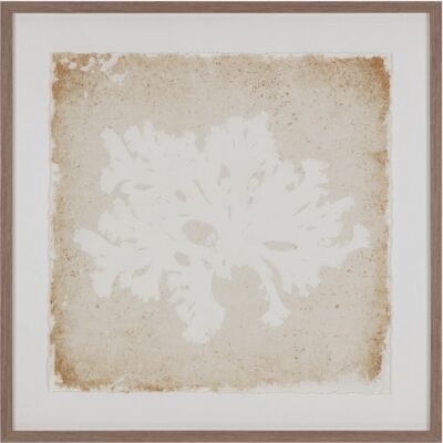 Aquatic Flora Ii - 40" X 40" - Medium Brown Frame