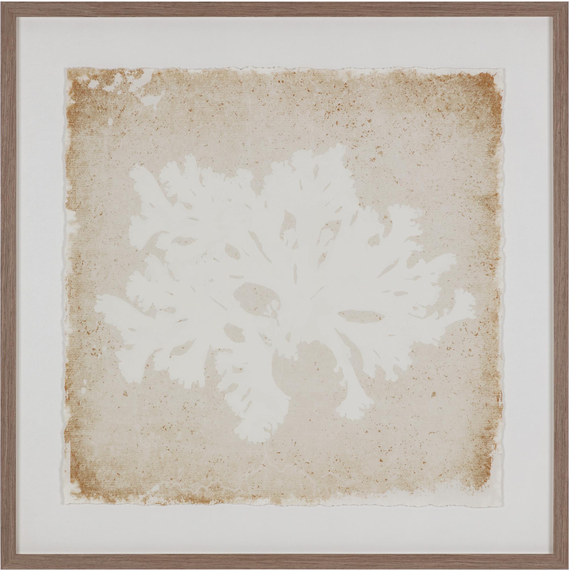 Aquatic Flora Ii - 40" X 40" - Medium Brown Frame 1 Aquatic Flora Ii - 40" X 40" - Medium Brown Frame