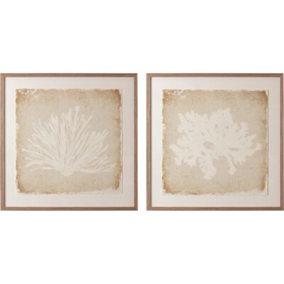 Aquatic Flora Ii - 40" X 40" - Medium Brown Frame 7 Aquatic Flora Ii - 40" X 40" - Medium Brown Frame A0445 A0445 2