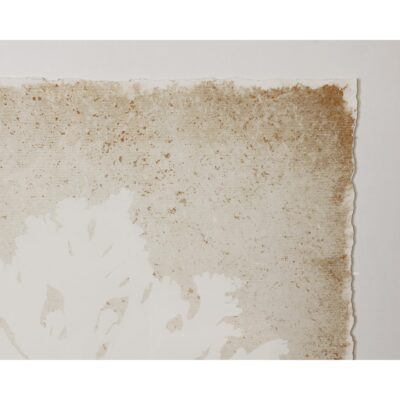 Aquatic Flora Ii - 40" X 40" - Medium Brown Frame 9 Aquatic Flora Ii - 40" X 40" - Medium Brown Frame A0445 A0445 4