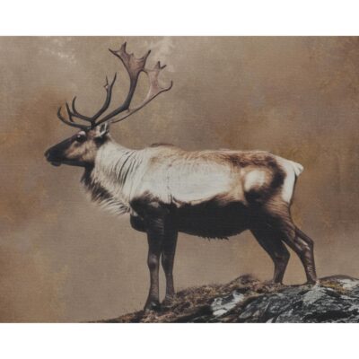 Into The Wild I - 20" X 30" - Brown Floater Frame A0457 A0457 5