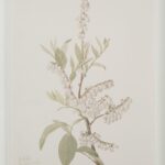 Crema Painting PA0043 PA0043 24